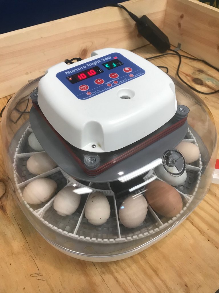 Incubator for chicken hatching